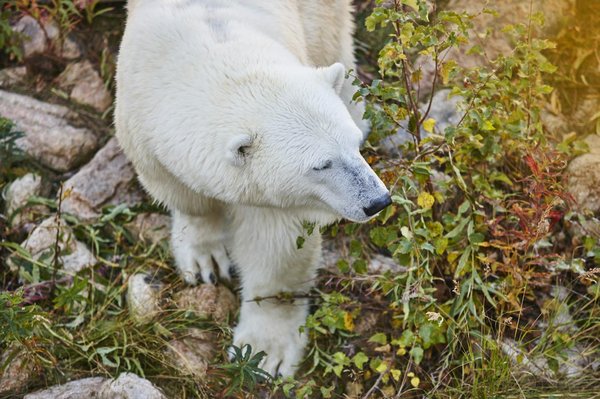 What are the best UK cruises for capturing iconic British wildlife photography?