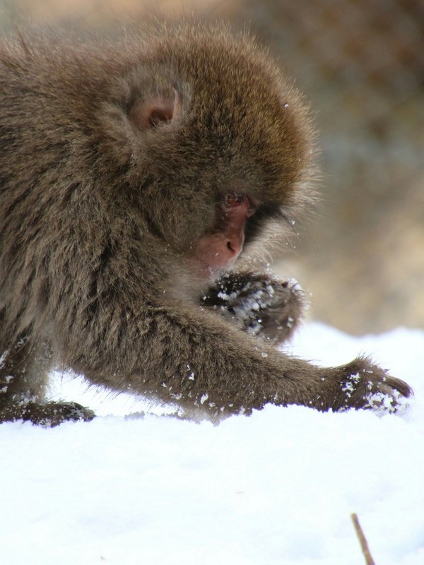How to identify and use local wild herbs for cooking while camping in the UK?
